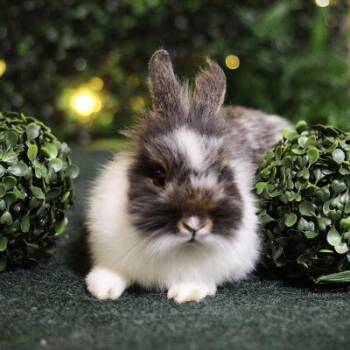Mambo -  Lionhead Rabbit for Adoption in Kalamazoo, Michigan - Mambo | PetCurious
