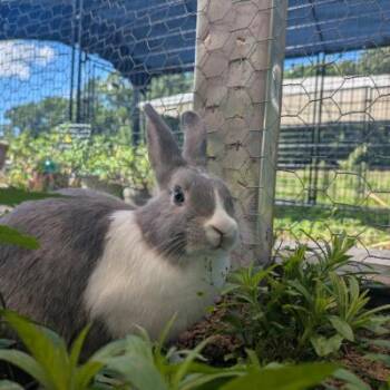 Parsnip -  Dutch and Bunny Rabbit Rabbit for Adoption in Kalamazoo, Michigan - Parsnip | PetCurious