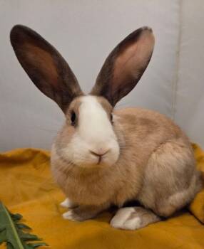 Rescue Harlequin Rabbits for Adoption in Pasco, Washington - Fig | PetCurious