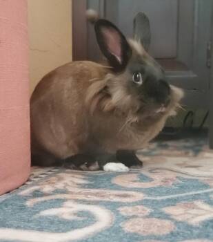 Rescue Lionhead Rabbits for Adoption - Challa | PetCurious