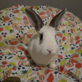 Clove -  New Zealand and English Spot Rabbit for Adoption in Knoxville, Tennessee - Clove | PetCurious