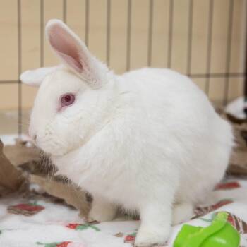 Taurus -  Florida White Rabbit for Adoption in Richmond, California - Taurus | PetCurious