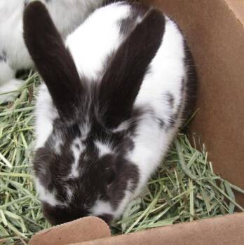 Bunny Rabbit Rabbits Available for Adoption - Cooper(exotic) | PetCurious