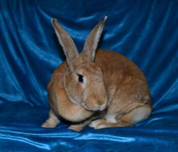 Flemish Giant Rabbits Available for Adoption in Chesterfield, Missouri - Terra | PetCurious