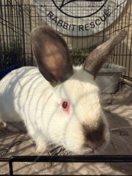 Rescue Bunny Rabbit Rabbits for Adoption in Marshfield, Wisconsin - Kip | PetCurious