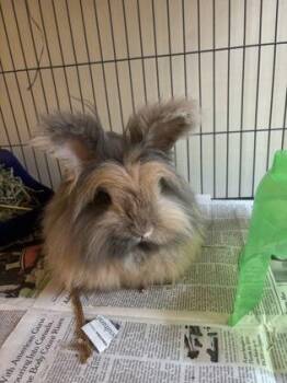 Lionhead Rabbits Available for Adoption - Tortellini | PetCurious