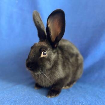 Mr Cashew -  Bunny Rabbit Rabbit for Adoption in Burlingame, California - Mr Cashew | PetCurious