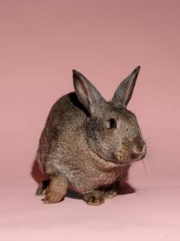 Rescue American Rabbits for Adoption in Columbia, Maryland - Olivia | PetCurious