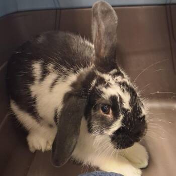 Fibbin Fred -  Mini Lop and Dutch Rabbit for Adoption in York, Pennsylvania - Fibbin Fred | PetCurious