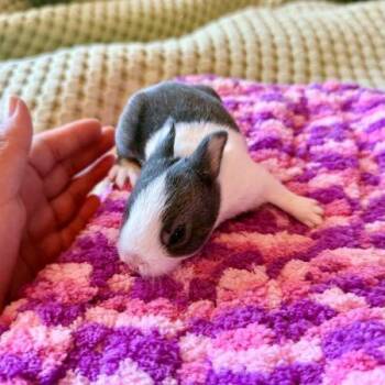 Daphne baby Saar -  Dutch Rabbit for Adoption in Santa Cruz, California - Daphne Baby Saar | PetCurious