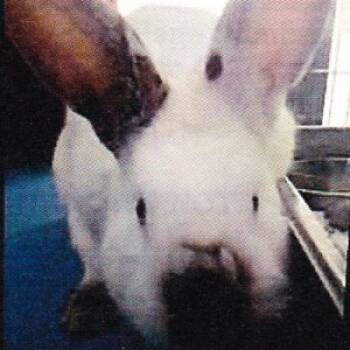 Thiago -  Californian Rabbit for Adoption in Kalamazoo, Michigan - Thiago | PetCurious