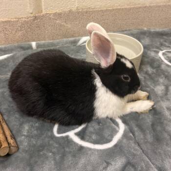 Salt-Available from Foster -  English Spot Rabbit for Adoption in South Burlington, Vermont - Salt-Available From Foster | PetCurious