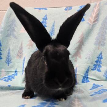 Lil Miss -  American Rabbit for Adoption in Evansville, Indiana - Lil Miss | PetCurious
