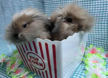 Ginger Spice and Baby Spice  -  American Fuzzy Lop and Lionhead Rabbit Available for Adoption in Jefferson, Louisiana - Ginger Spice And Baby Spice  | PetCurious