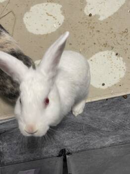Rescue Bunny Rabbit Rabbits for Adoption in Wekiwa Springs, Florida - Pinky (Bonded To Brain) | PetCurious