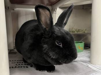 Rescue American Rabbits for Adoption in Derwood, Maryland - Smokey | PetCurious