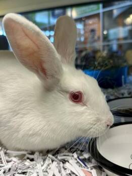 Bunny Rabbit Rabbits Available for Adoption - Ther | PetCurious