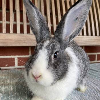 Rescue Dutch Rabbits for Adoption in Baltimore, Maryland - Royalty | PetCurious