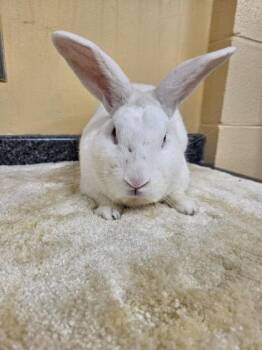 Henderson -  Bunny Rabbit Rabbit for Adoption in Westland, Michigan - Henderson | PetCurious