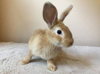 Skunk -  Flemish Giant and Lionhead Rabbit for Adoption in Westford, Massachusetts - Skunk | PetCurious
