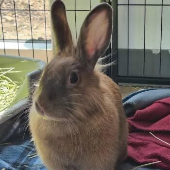 Lionhead Rabbits Available for Adoption in Warwick, Rhode Island - Eevee | PetCurious