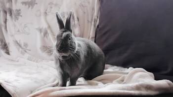 Satin Rabbits Available for Adoption - Gremlin | PetCurious
