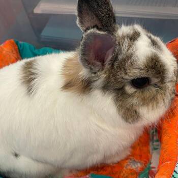 Netherland Dwarf Rabbits Available for Adoption - Braxton | PetCurious