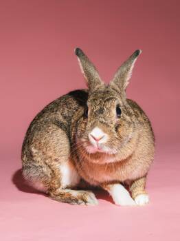 Rescue American Rabbits for Adoption in Columbia, Maryland - Alma | PetCurious