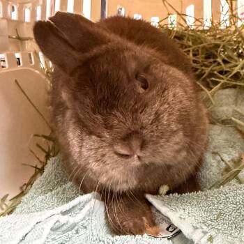 Timothy -  Netherland Dwarf Rabbit for Adoption in Kennesaw, Georgia - Timothy | PetCurious