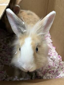Slug -  Lionhead Rabbit for Adoption in Fruit Heights, Utah - Slug | PetCurious