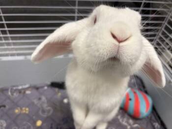 Tartlet -  Mini Lop Rabbit for Adoption in Westford, Massachusetts - Tartlet | PetCurious