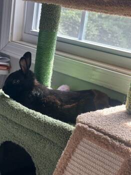 Sabbath -  Netherland Dwarf Rabbit for Adoption in Bloomington, Indiana - Sabbath | PetCurious
