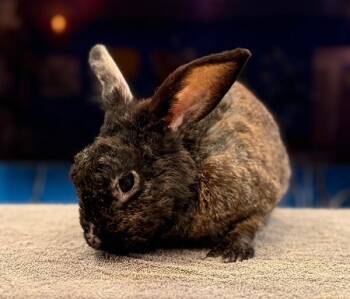 Rescue Havana Rabbits for Adoption in Santa Cruz, California - Van | PetCurious