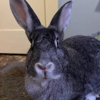 Rescue Flemish Giant Rabbits for Adoption in Waynesboro, Virginia - *Stevie | PetCurious