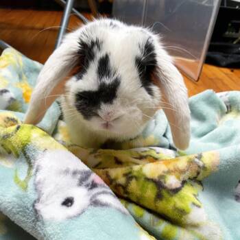 Rescue Holland Lop Rabbits for Adoption in Los Angeles, California - Luna | PetCurious