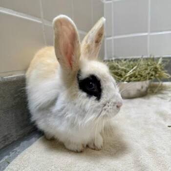 Jackie -  Lionhead Rabbit for Adoption in Hawthorne, California - Jackie | PetCurious