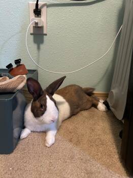 Boba -  Dutch Rabbit for Adoption in Gig Harbor, Washington - Boba | PetCurious