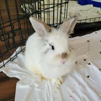 Basil -  Bunny Rabbit Rabbit for Adoption in West Olive, Michigan - Basil | PetCurious