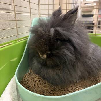 Mochi -  Lionhead Rabbit for Adoption in Council Bluffs, Iowa - Mochi | PetCurious