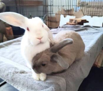 Rescue Bunny Rabbit Rabbits for Adoption in Washington Mills, New York - Rosalia & Boo - Bonded Pair | PetCurious