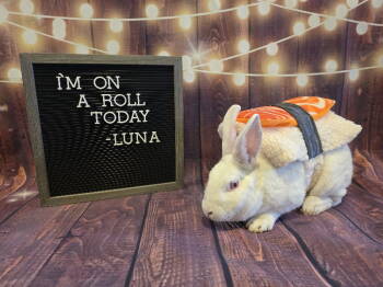 Rescue New Zealand Rabbits for Adoption in Columbus, Ohio - Luna | PetCurious