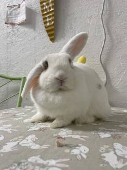 Wriggles -  Holland Lop Rabbit for Adoption in Ferndale, Washington - Wriggles | PetCurious