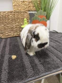 Lexie -  Holland Lop Rabbit for Adoption in San Tan Valley, Arizona - Lexie | PetCurious