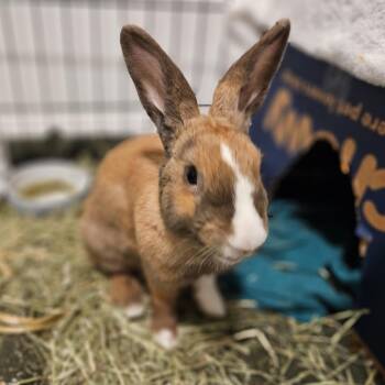 Poppie -  Palomino and Dutch Rabbit for Adoption - Poppie | PetCurious