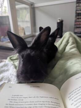 Lionhead Rabbits Available for Adoption in Saint Charles, Missouri - Sweet Tart And Gobstopper  | PetCurious