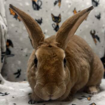 Goldie -  Rex Rabbit for Adoption in Jefferson, Wisconsin - Goldie | PetCurious