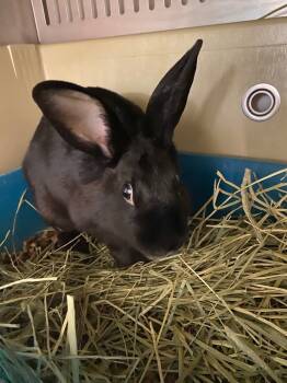 Rescue New Zealand Rabbits for Adoption in Pflugerville, Texas - Symphony | PetCurious