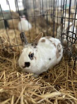 Bunny Rabbit Rabbits Available for Adoption - Walker | PetCurious
