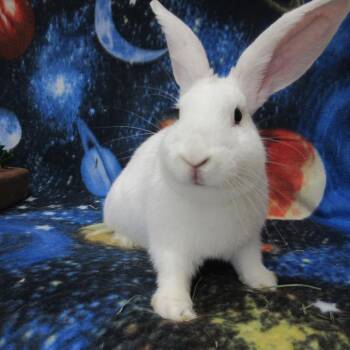 Bria -  Californian Rabbit for Adoption in Wilmington, Delaware - Bria | PetCurious