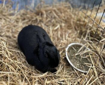 Dwarf Rabbits Available for Adoption - Dapper | PetCurious